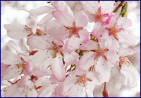 桜の写真（加工後）